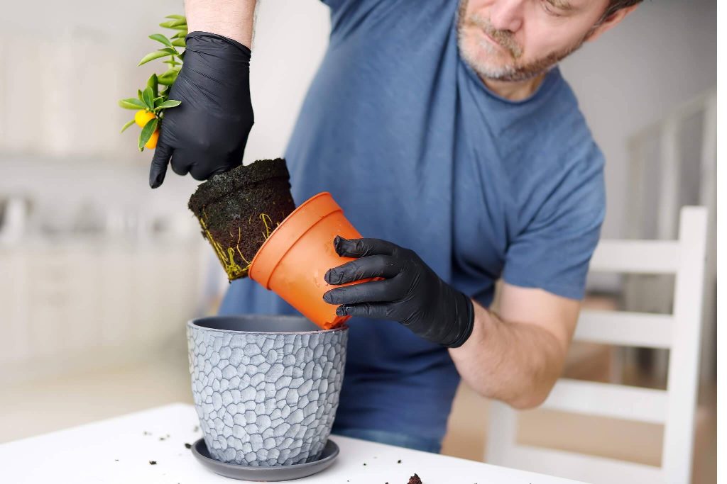 Growing and Caring for Lemon Trees Guide