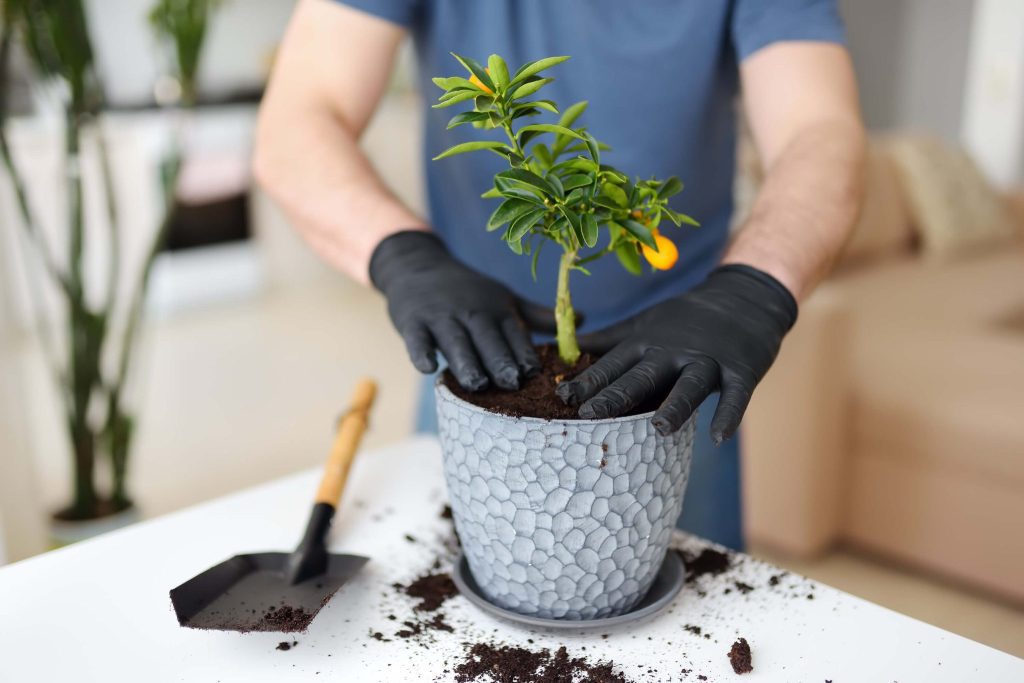 Growing and Caring for Lemon Trees Guide
