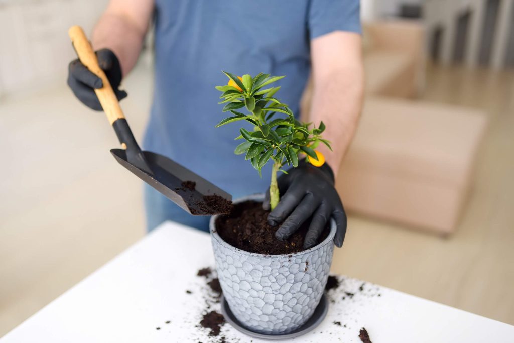 Growing and Caring for Lemon Trees Guide