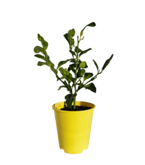 Growing and Caring for Lemon Trees Guide