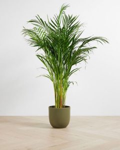 Areca Palm - Pet Friendly Indoor Greenery