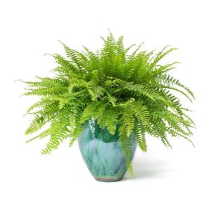 Boston Fern - Pet Friendly House Plants