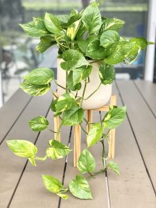 Golden Pothos - Pet Friendly Houseplants