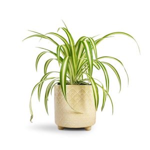 Variegated Spider Plant Elegance