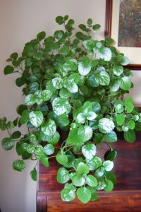 Swedish Ivy - Pet Friendly House Plants
