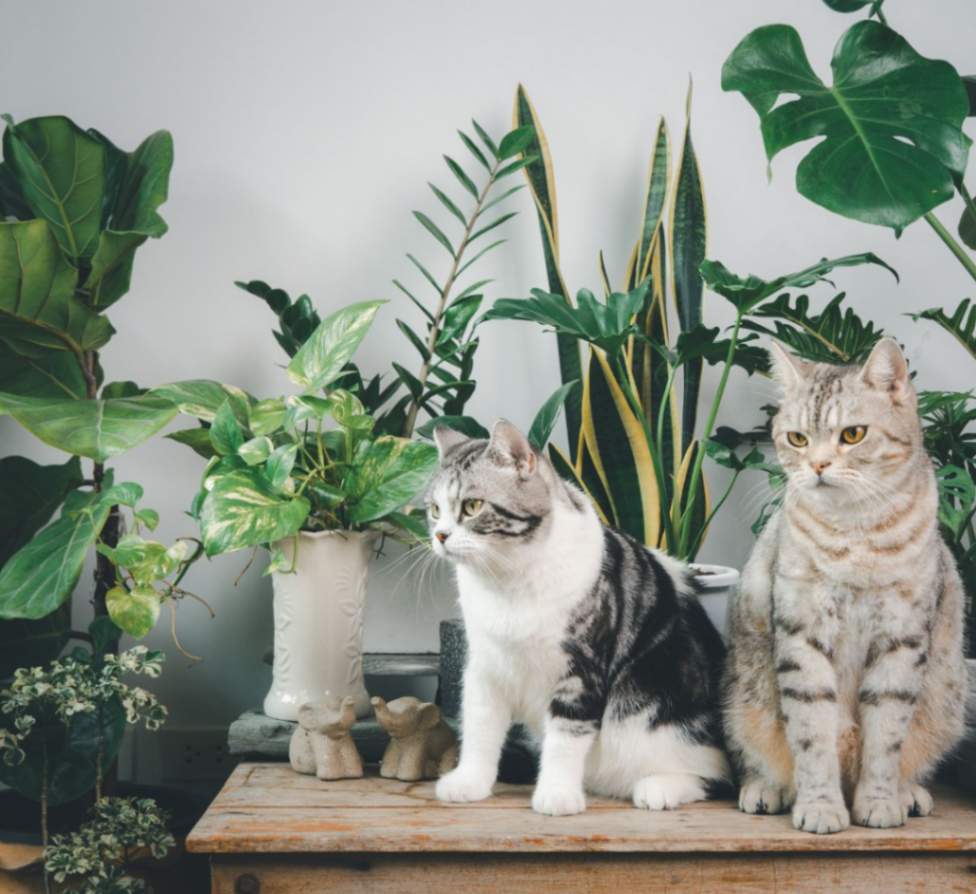 The Best Pet-Friendly Houseplants for Your Home
