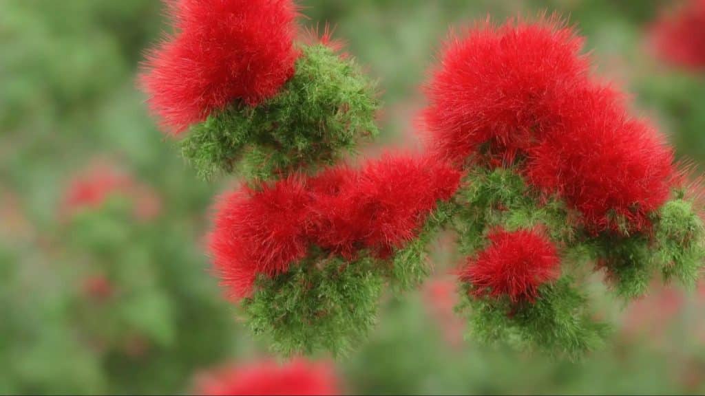 The red pōhutukawa tree, New Zealand’s Christmas tree, blooming outdoors.