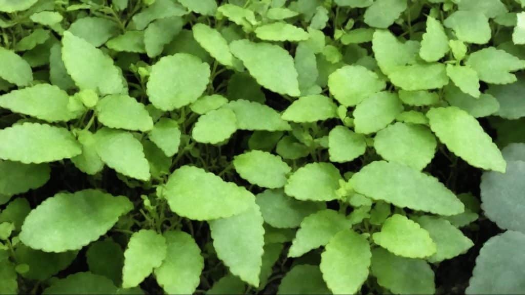 Unknown garden weed growing in dense clusters, common in outdoor garden spaces.