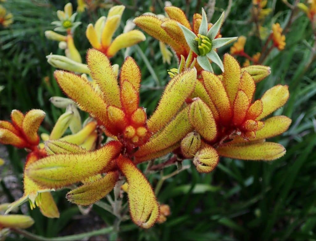 kangaroo paw