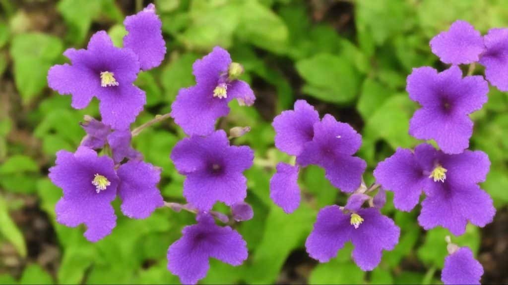 Photo of native violet plant with small purple flowers in natural garden setting.