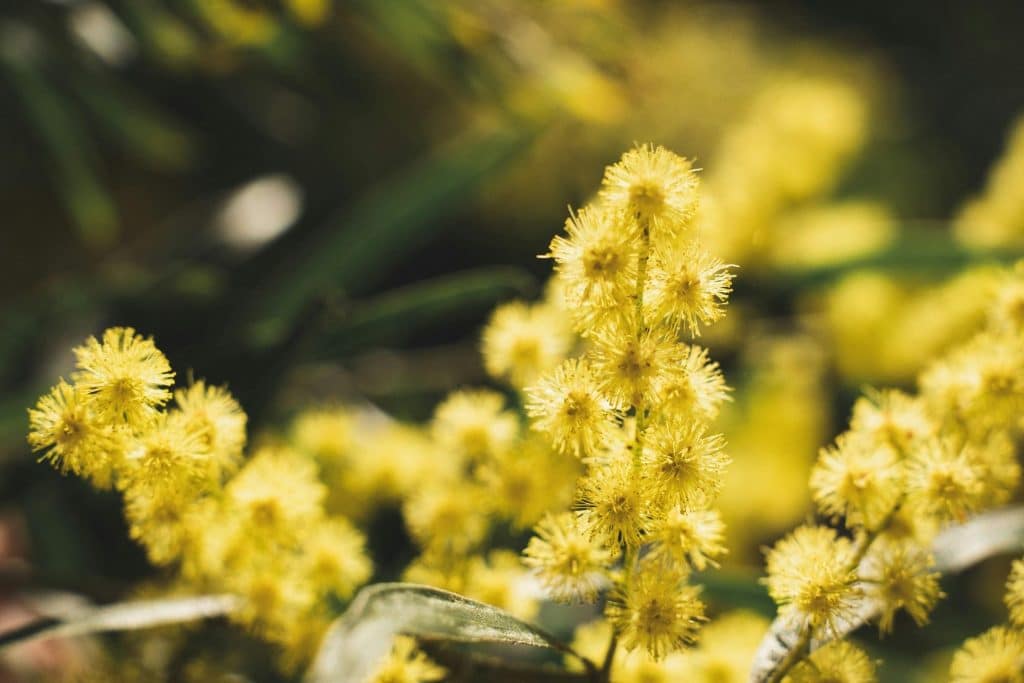 Close-up of lemon balm flowering in garden, yellow blossoms ideal for home gardening.
