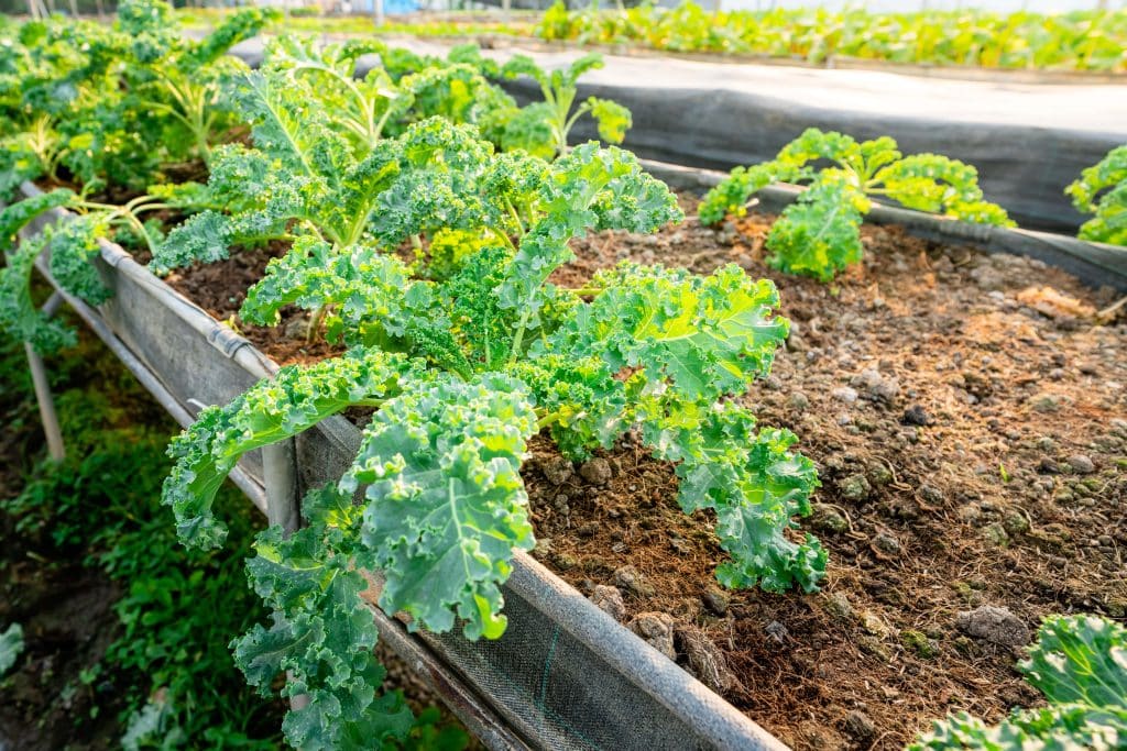 199486840 l normal none min