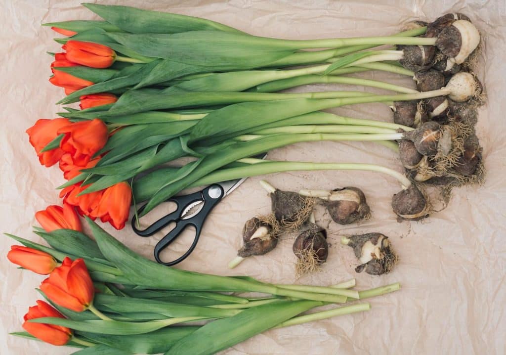 Caring for Your Tulips