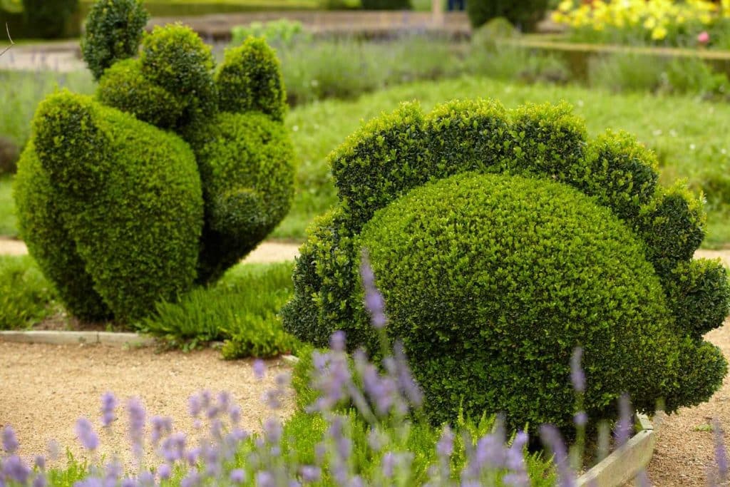 topiary plants