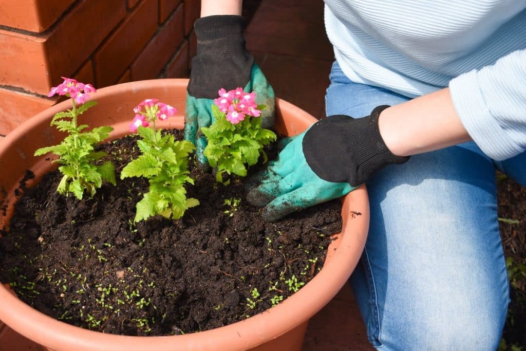 best plants for spring