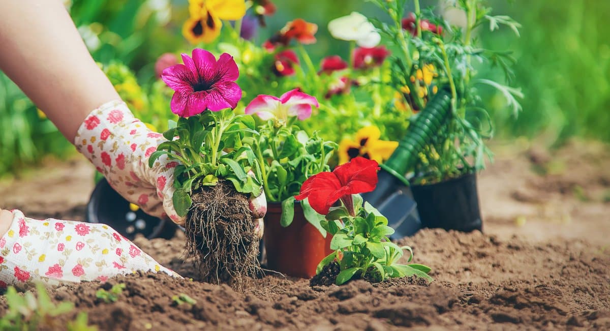 what to plant in spring nz