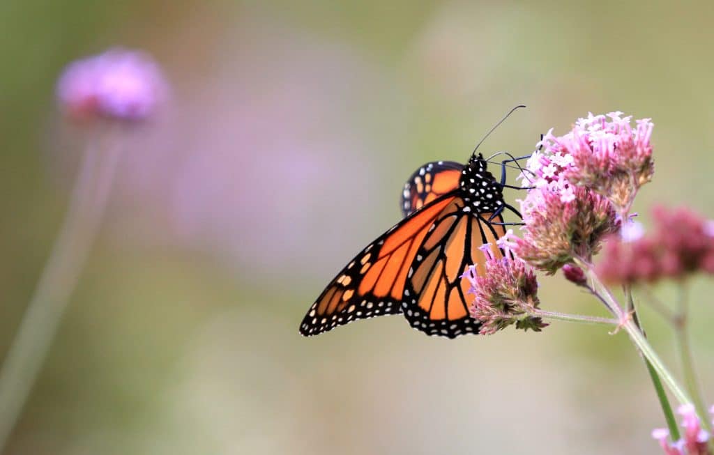 best flowers to plant min