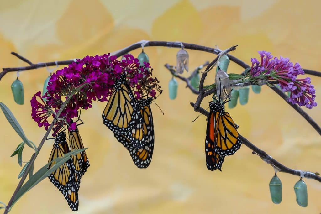 butterfly health min