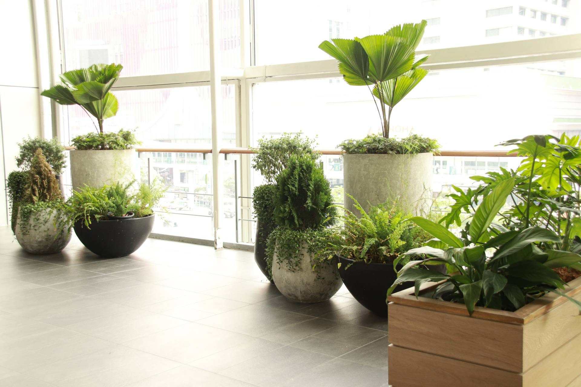 Indoor plants in modern pots arranged by large windows in a bright, tiled space